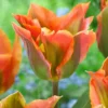 Tulip 'Artist' -UK Garden Plants Sales 2024 tulip artist 8