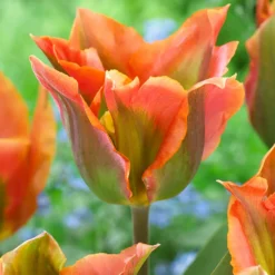 Tulip 'Artist'