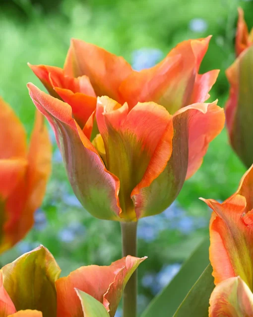 Tulip 'Artist' 5 Tulip 'Artist' -UK Garden Plants Sales 2024 tulip artist 8