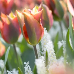 Tulip 'Artist' 19 Tulip 'Artist' -UK Garden Plants Sales 2024 tulip artist 9