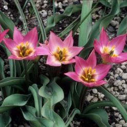 Tulip Aucheriana 12 Tulip Aucheriana -UK Garden Plants Sales 2024 tulip aucheriana 1