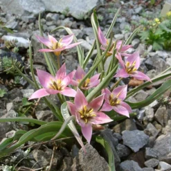 Tulip Aucheriana 13 Tulip Aucheriana -UK Garden Plants Sales 2024 tulip aucheriana 3