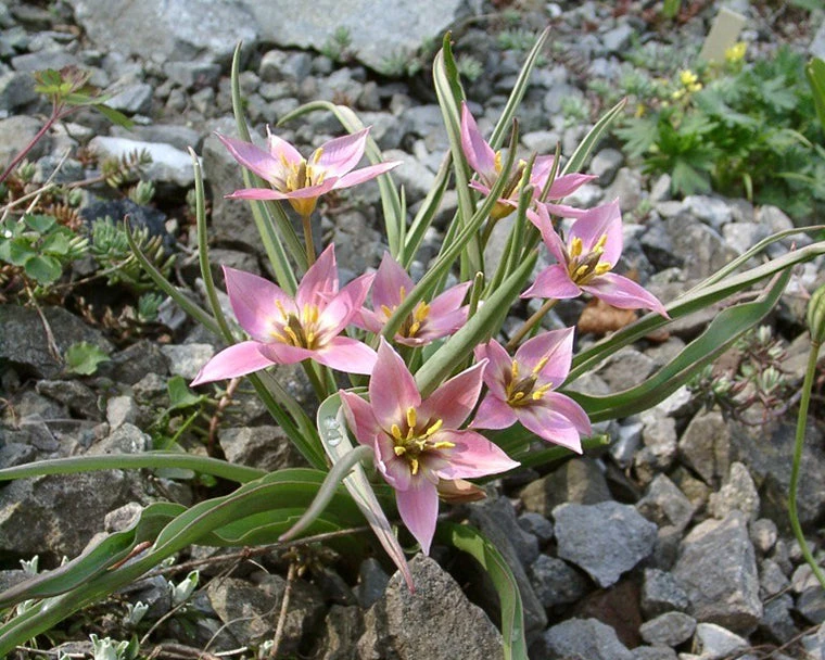 Tulip Aucheriana 7 Tulip Aucheriana - Image 5