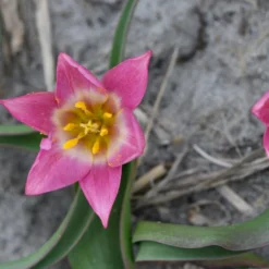 Tulip Aucheriana 14 Tulip Aucheriana -UK Garden Plants Sales 2024 tulip aucheriana 4 scaled