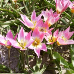 Tulip Aucheriana 15 Tulip Aucheriana -UK Garden Plants Sales 2024 tulip aucheriana 5