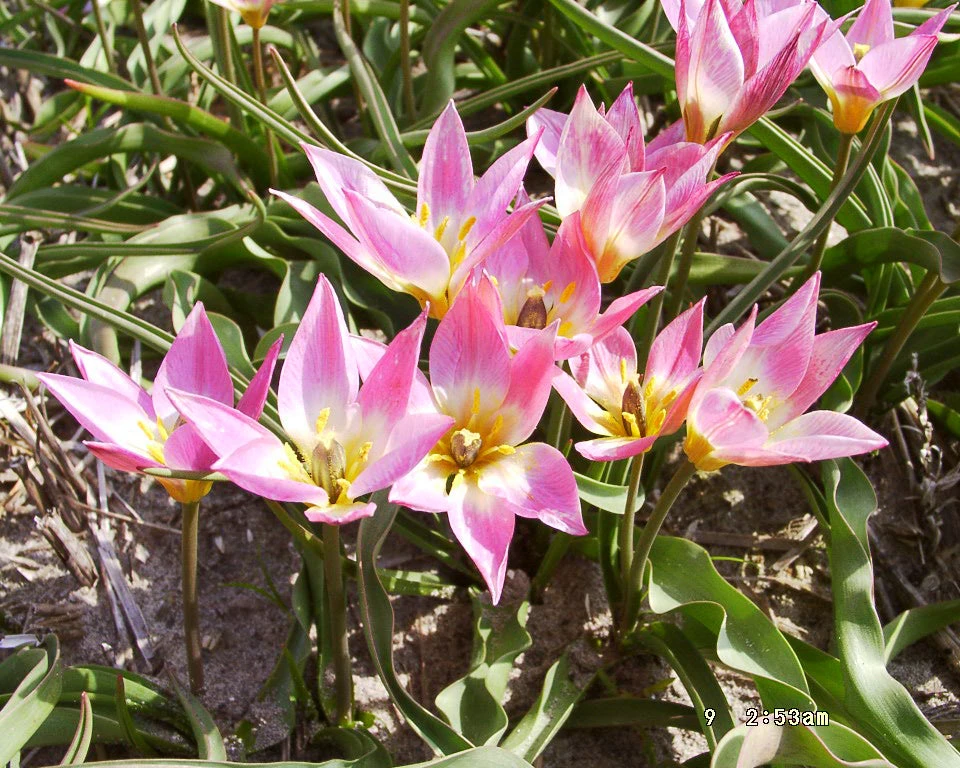 Tulip Aucheriana 9 Tulip Aucheriana - Image 7