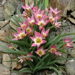 Tulip Aucheriana 11 Tulip Aucheriana -UK Garden Plants Sales 2024 tulip aucheriana 7