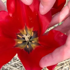 Tulip Aximensis -UK Garden Plants Sales 2024 tulip aximensis 0 scaled