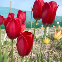 Tulip Aximensis -UK Garden Plants Sales 2024 tulip aximensis 01 scaled