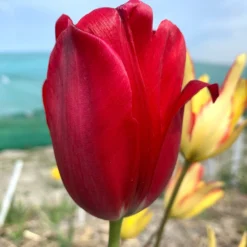 Tulip Aximensis -UK Garden Plants Sales 2024 tulip aximensis 02 scaled