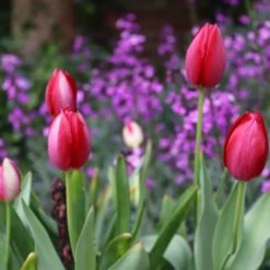 Tulip Aximensis -UK Garden Plants Sales 2024 tulip aximensis 0 a34dcab8 f997 4ae9 a0f2 c03905894baf scaled