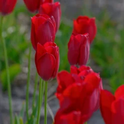 Tulip Aximensis -UK Garden Plants Sales 2024 tulip aximensis 2 scaled