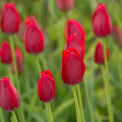 Tulip Aximensis -UK Garden Plants Sales 2024 tulip aximensis 3 scaled