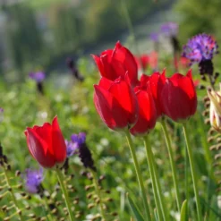 Tulip Aximensis -UK Garden Plants Sales 2024 tulip aximensis 5