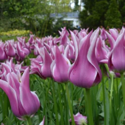 Tulip 'Ballade' -UK Garden Plants Sales 2024 tulip ballade 1