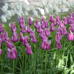 Tulip 'Ballade' -UK Garden Plants Sales 2024 tulip ballade 2