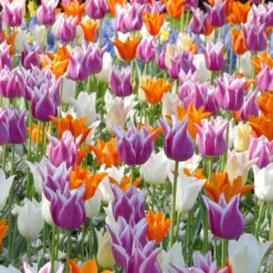 Tulip 'Ballade' -UK Garden Plants Sales 2024 tulip ballade 3
