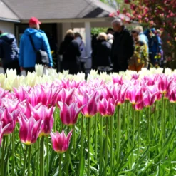 Tulip 'Ballade' -UK Garden Plants Sales 2024 tulip ballade 3 7c6f5102 6e2a 4cff 8a95 f7496362a448