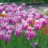 Tulip 'Ballade' -UK Garden Plants Sales 2024 tulip ballade 4