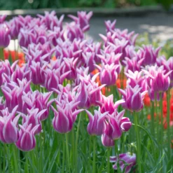 Tulip 'Ballade'