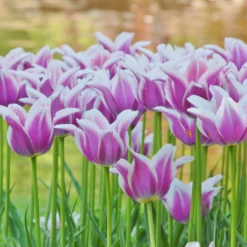 Tulip 'Ballade' -UK Garden Plants Sales 2024 tulip ballade 5