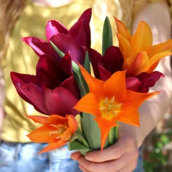 Tulip 'Ballerina' -UK Garden Plants Sales 2024 tulip ballerina 0