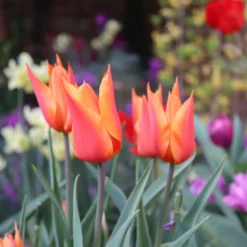 Tulip 'Ballerina' -UK Garden Plants Sales 2024 tulip ballerina 00 scaled