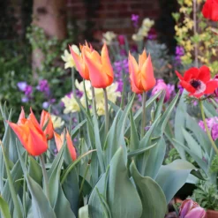 Tulip 'Ballerina' -UK Garden Plants Sales 2024 tulip ballerina 01