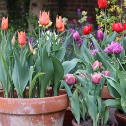 Tulip 'Ballerina' -UK Garden Plants Sales 2024 tulip ballerina 02