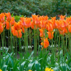 Tulip 'Ballerina' -UK Garden Plants Sales 2024 tulip ballerina 2