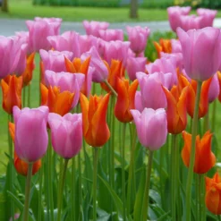 Tulip 'Ballerina' -UK Garden Plants Sales 2024 tulip ballerina 4