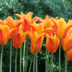Tulip 'Ballerina' -UK Garden Plants Sales 2024 tulip ballerina 5 76dd23f6 3651 40c2 91bd 0fe3701e7639