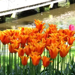 Tulip 'Ballerina' -UK Garden Plants Sales 2024 tulip ballerina 6