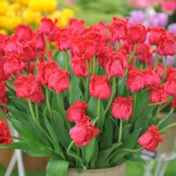 Tulip 'Barbados' 18 Tulip 'Barbados' -UK Garden Plants Sales 2024 tulip barbados 1 scaled