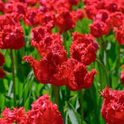 Tulip 'Barbados' 25 Tulip 'Barbados' -UK Garden Plants Sales 2024 tulip barbados 10 scaled