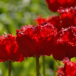 Tulip 'Barbados' 21 Tulip 'Barbados' -UK Garden Plants Sales 2024 tulip barbados 11 scaled