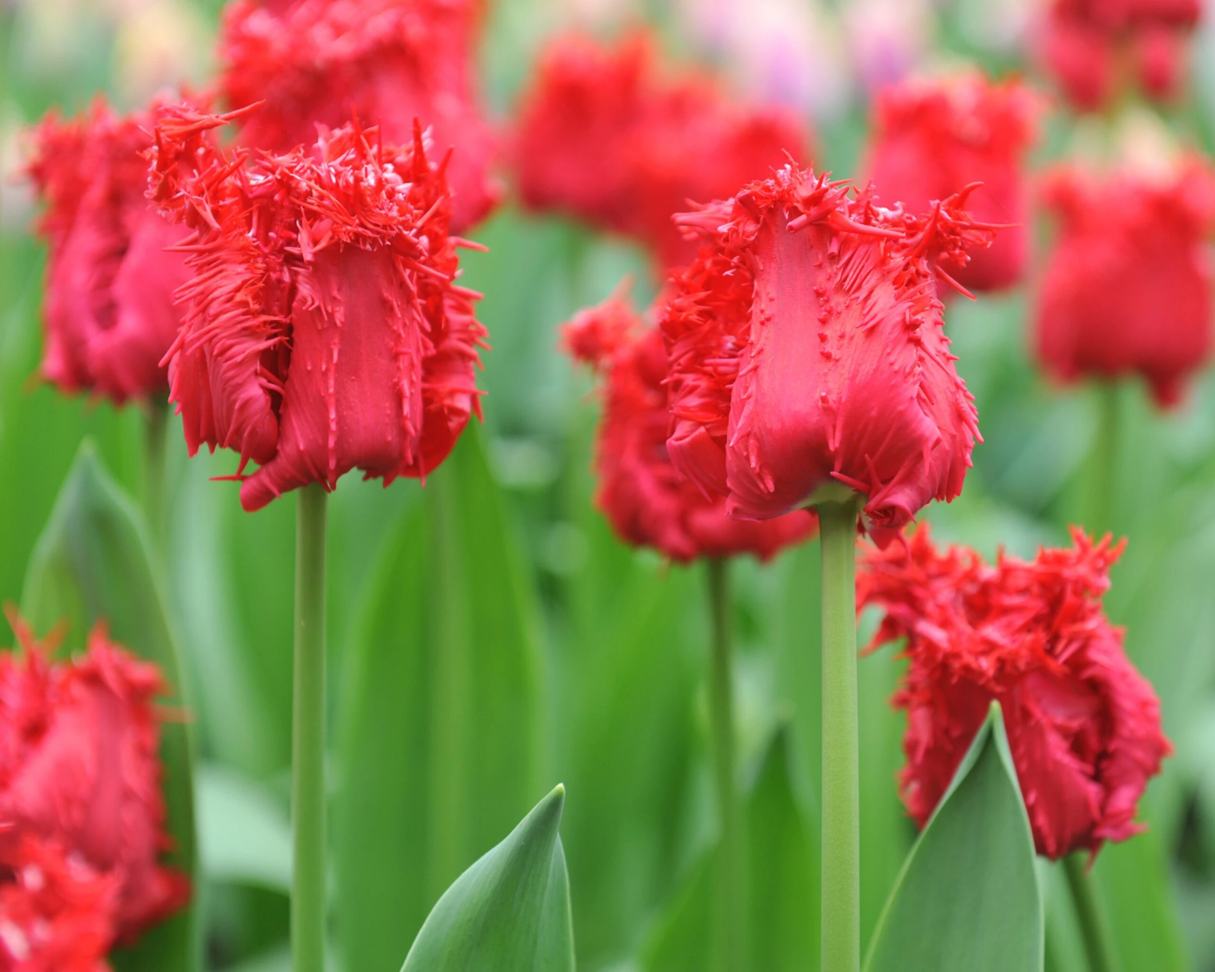 Tulip 'Barbados' 4 Tulip 'Barbados' - Image 2
