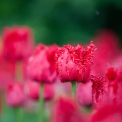 Tulip 'Barbados' 20 Tulip 'Barbados' -UK Garden Plants Sales 2024 tulip barbados 3 scaled