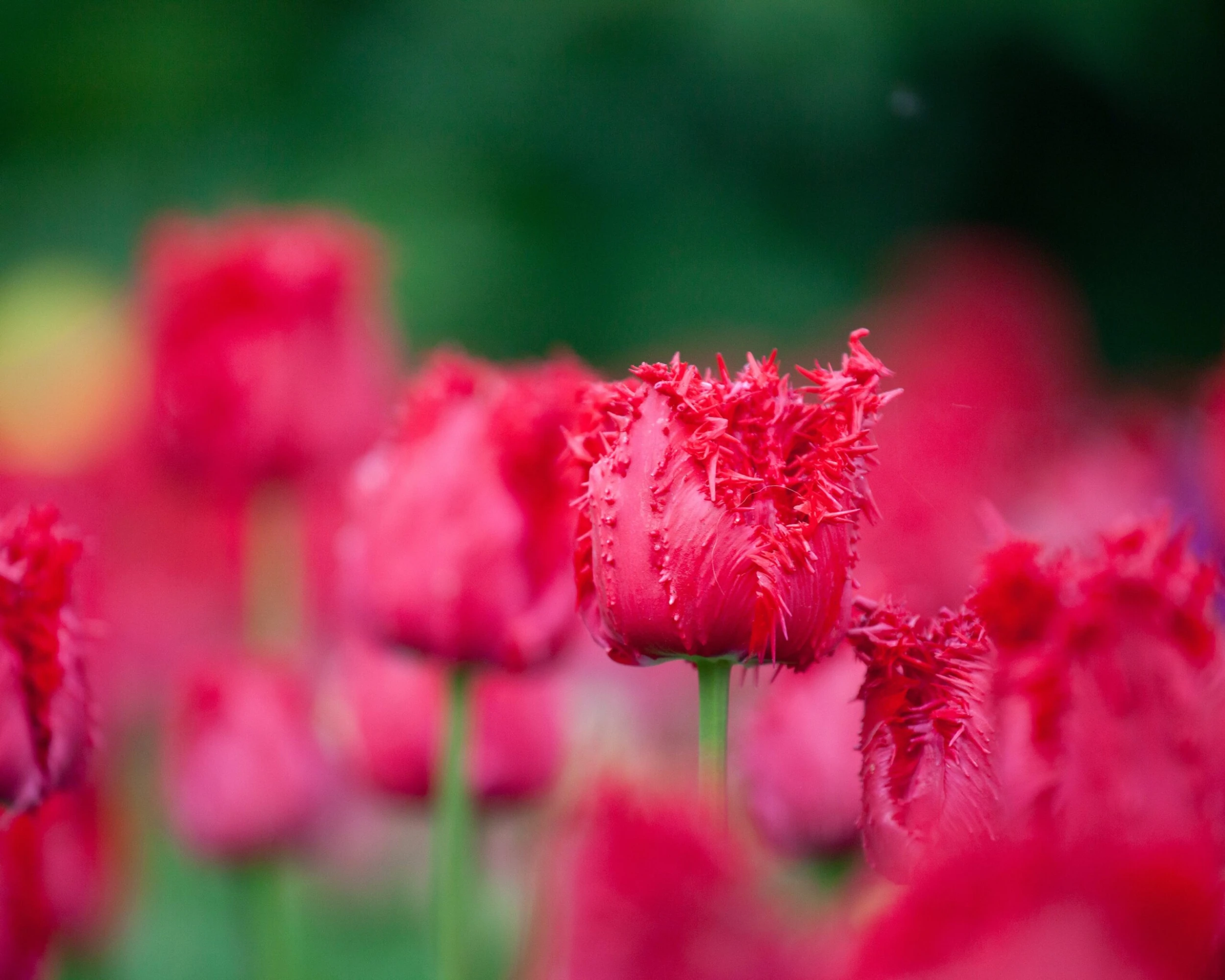 Tulip 'Barbados' 9 Tulip 'Barbados' - Image 7