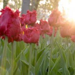 Tulip 'Barbados' 22 Tulip 'Barbados' -UK Garden Plants Sales 2024 tulip barbados 5