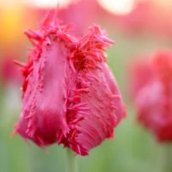 Tulip 'Barbados' 19 Tulip 'Barbados' -UK Garden Plants Sales 2024 tulip barbados 6