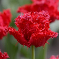 Tulip 'Barbados' 23 Tulip 'Barbados' -UK Garden Plants Sales 2024 tulip barbados 7 scaled