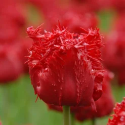 Tulip 'Barbados' 17 Tulip 'Barbados' -UK Garden Plants Sales 2024 tulip barbados 8 scaled