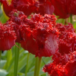 Tulip 'Barbados' 24 Tulip 'Barbados' -UK Garden Plants Sales 2024 tulip barbados 9 scaled