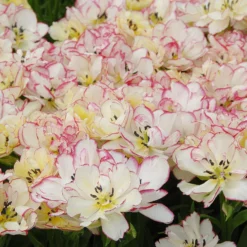 Tulip 'Belicia' 17 Tulip 'Belicia' -UK Garden Plants Sales 2024 tulip belicia 3