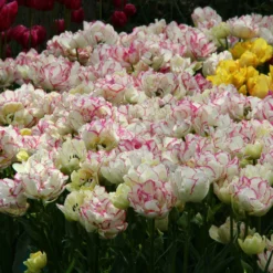 Tulip 'Belicia' 15 Tulip 'Belicia' -UK Garden Plants Sales 2024 tulip belicia 3 86689a3c bae6 42b7 ac42 599c193cf816