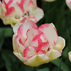 Tulip 'Belicia' 19 Tulip 'Belicia' -UK Garden Plants Sales 2024 tulip belicia 4