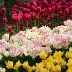 Tulip 'Belicia' 18 Tulip 'Belicia' -UK Garden Plants Sales 2024 tulip belicia 4 ff9d3475 810c 4b13 a9f9 bc1f620a54bd