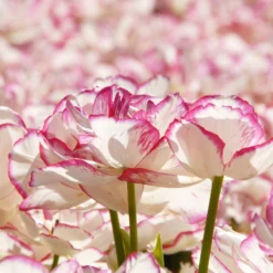 Tulip 'Belicia' 14 Tulip 'Belicia' -UK Garden Plants Sales 2024 tulip belicia 5