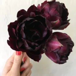 Tulip 'Black Hero' -UK Garden Plants Sales 2024 tulip black hero 03 scaled